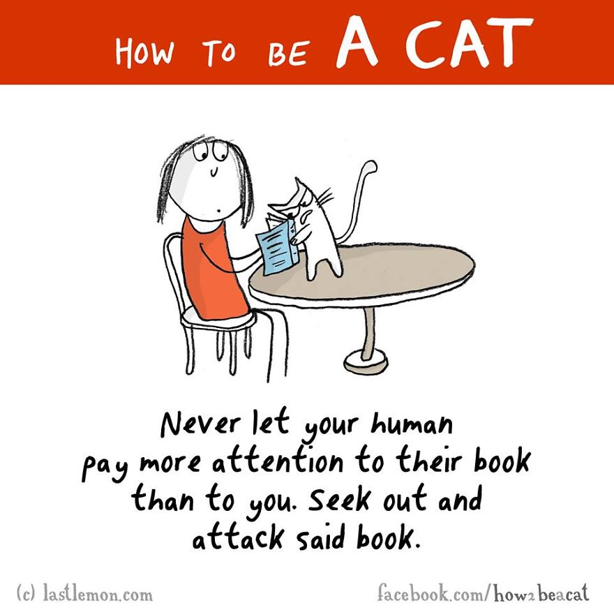 how-to-be-a-cat-funny-illustration-last-lemon-15__880