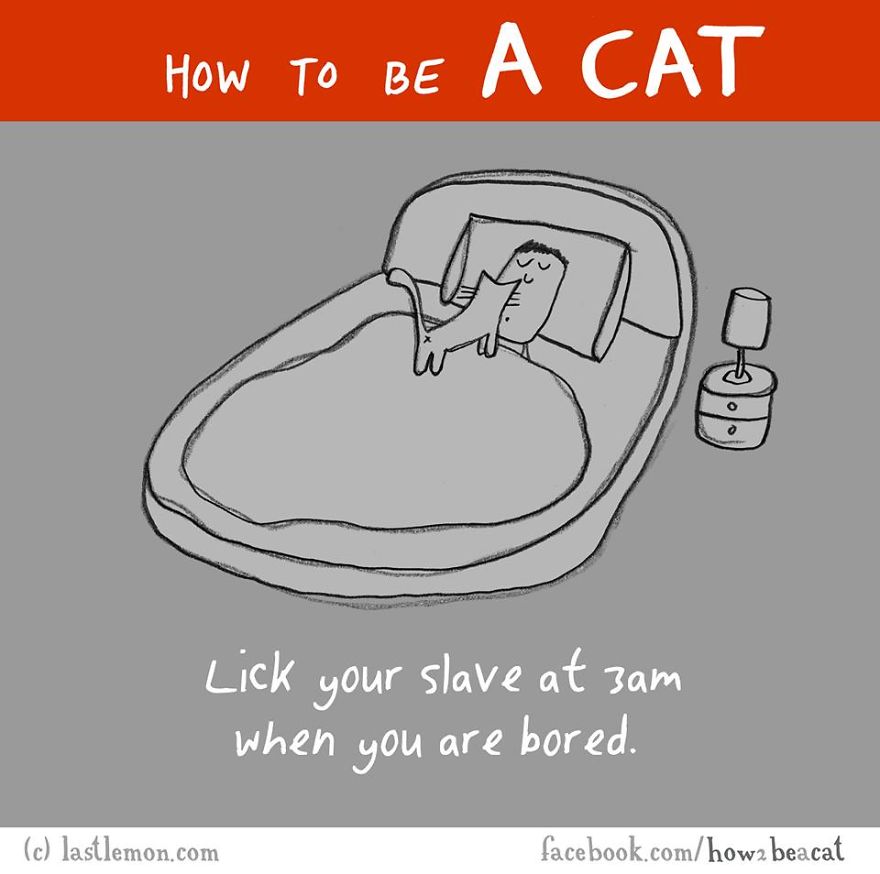 how-to-be-a-cat-funny-illustration-last-lemon-21__880
