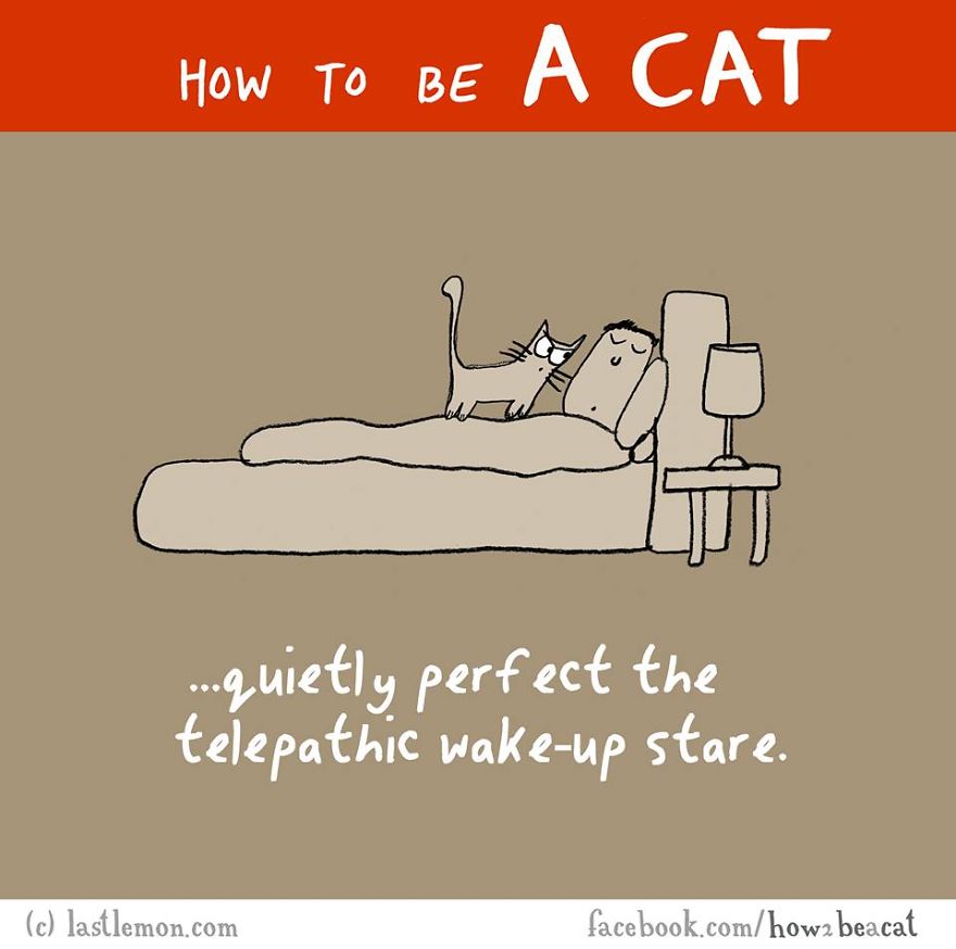 how-to-be-a-cat-funny-illustration-last-lemon-27__880