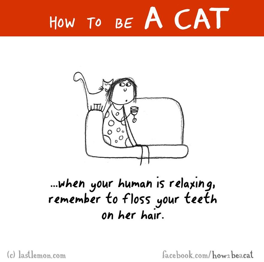 how-to-be-a-cat-funny-illustration-last-lemon-31__880