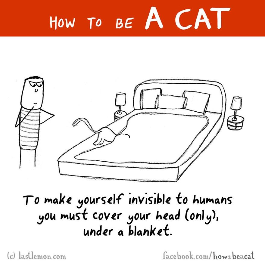 how-to-be-a-cat-funny-illustration-last-lemon-33__880