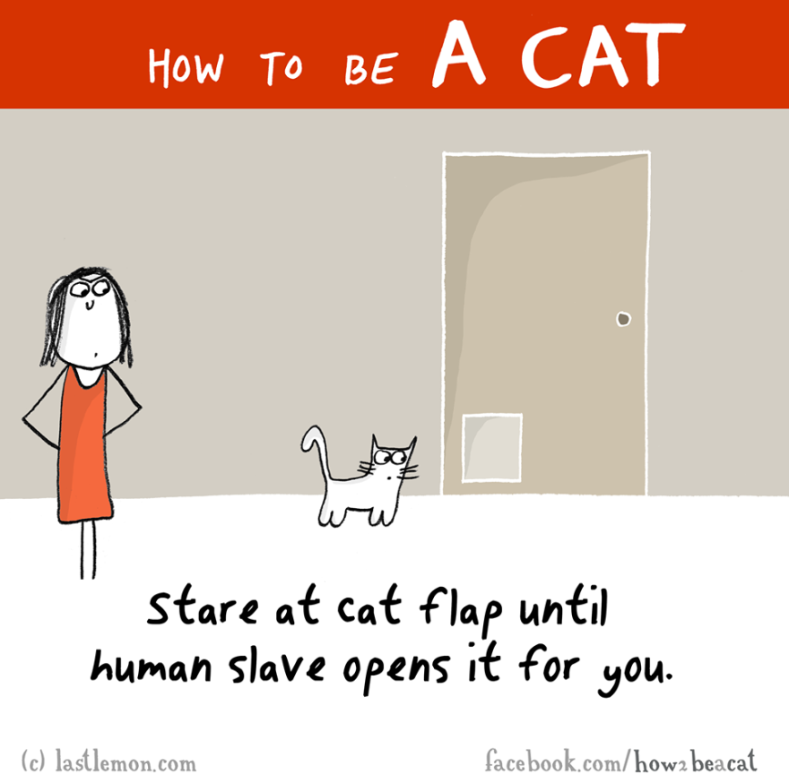 how-to-be-a-cat-funny-illustration-last-lemon-85__880