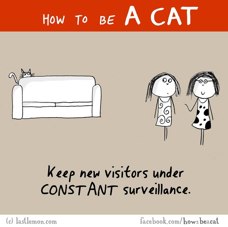 how-to-be-a-cat-funny-illustration-last-lemon-94__880