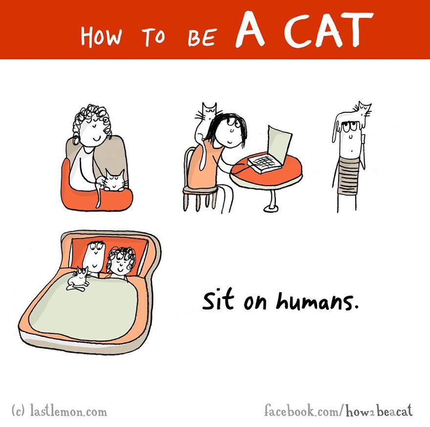 how-to-be-a-cat-funny-illustration-last-lemon-99__880