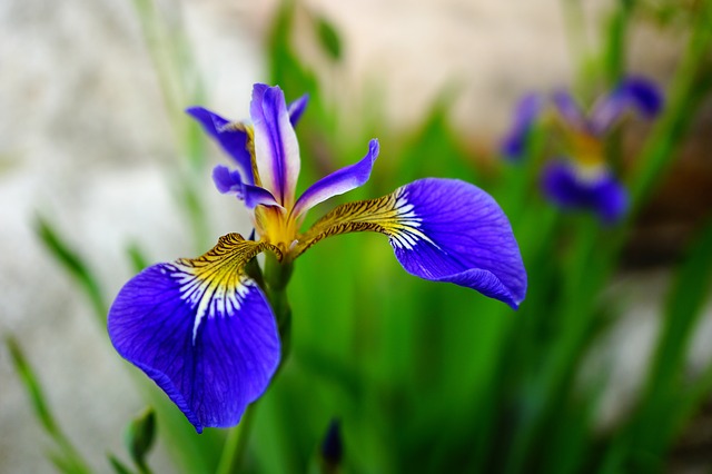 iris-639410_640