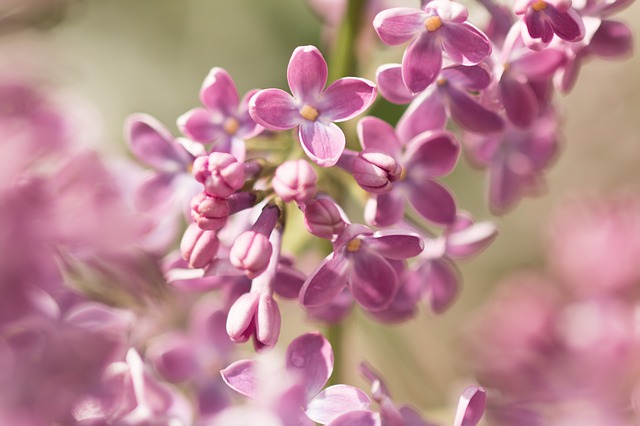 lilac-flowers-765451_640
