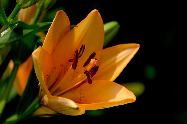 lily-123613_640