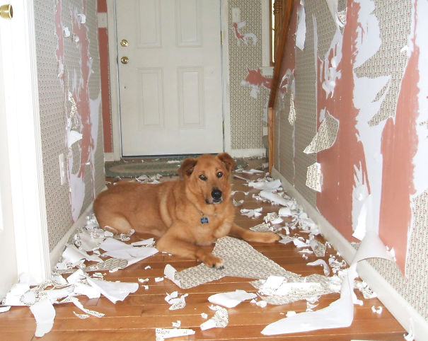 naughty-dog-10__605