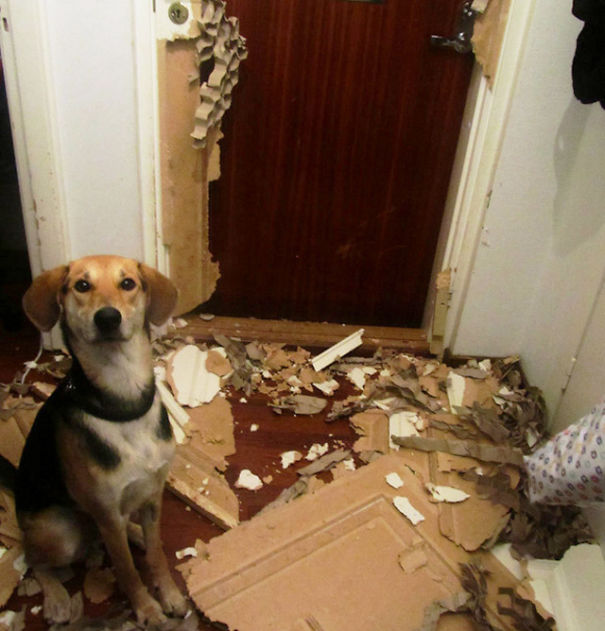 naughty-dog-4__605