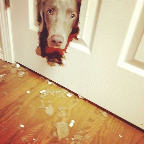 naughty-dog-brokes-the-door__605