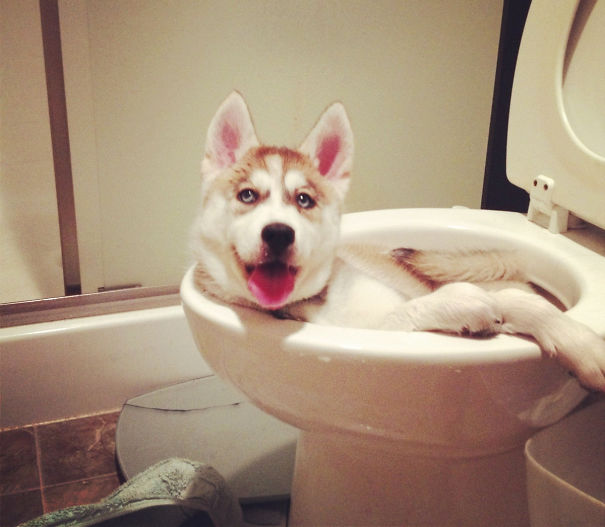 naughty-dog-in-the-toilet__605