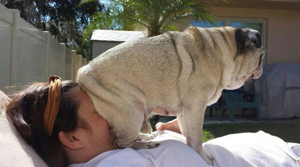 naughty-dog-sitting-on-owners-face1__605