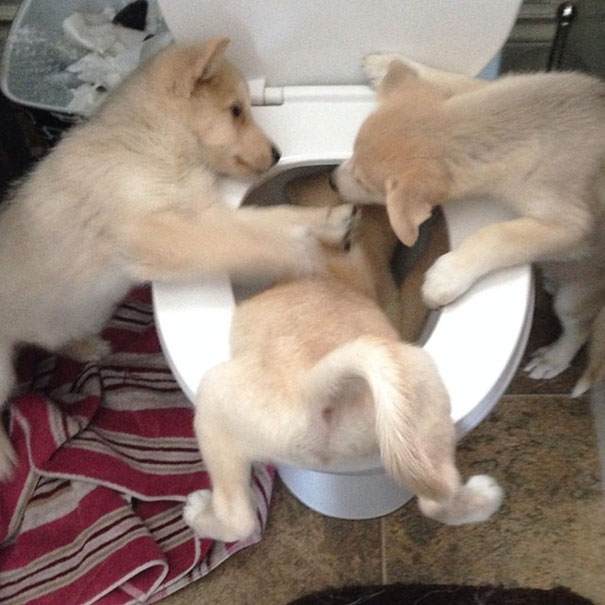 naughty-puppies__605