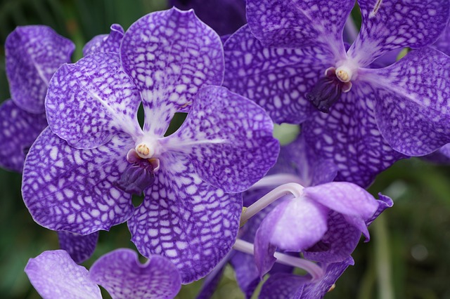 orchid-794405_640