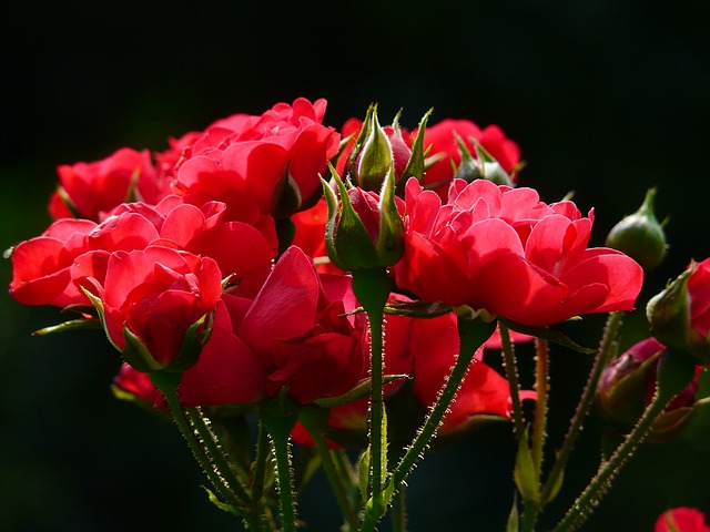red-roses-4232_640