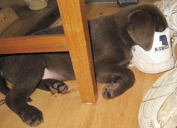 sleeping-puppy-24__605