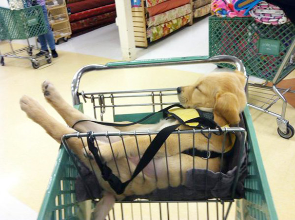 sleeping-puppy-44__605