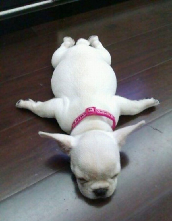 sleeping-puppy-63__605