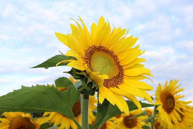 sunflower-450231_640