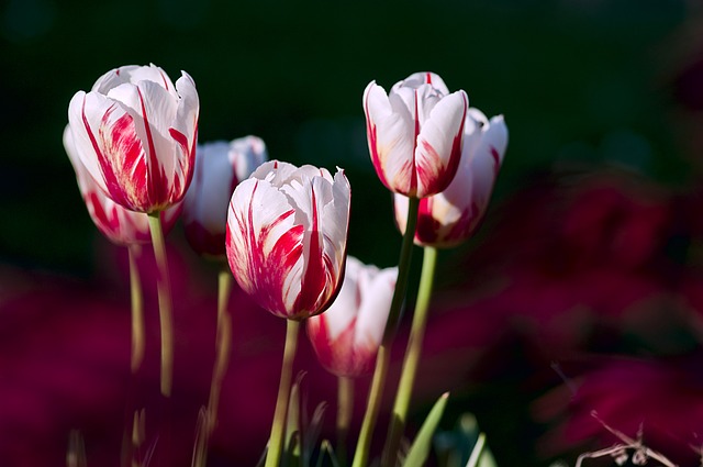 tulips-56423_640
