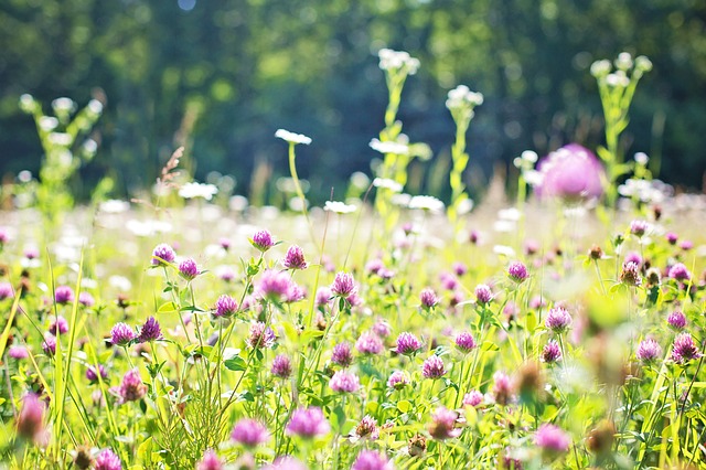 wildflowers-817178_640