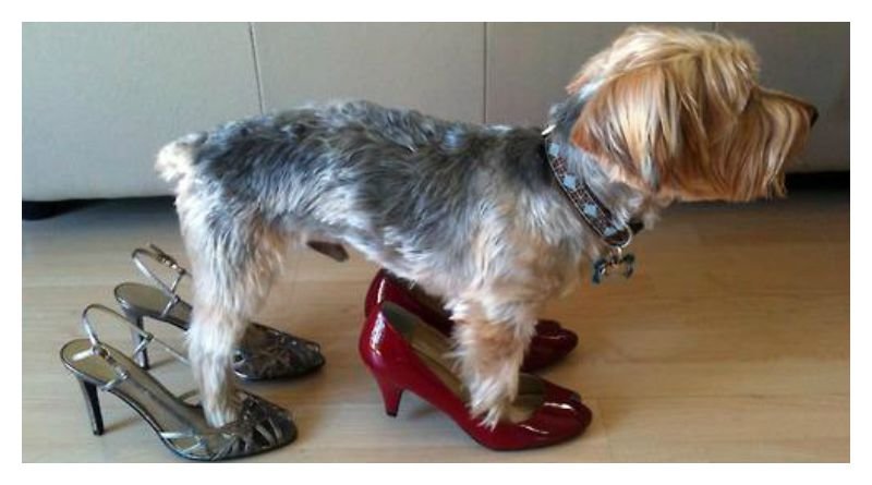 20-cute-photos-of-animals-wearing-shoes-10