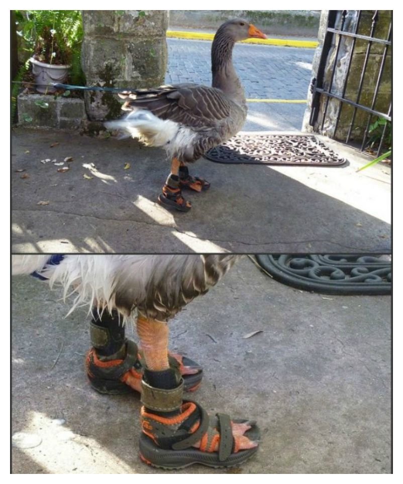 20-cute-photos-of-animals-wearing-shoes-11