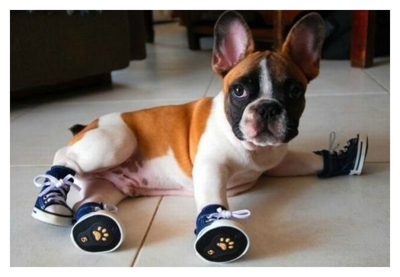 20-cute-photos-of-animals-wearing-shoes-15