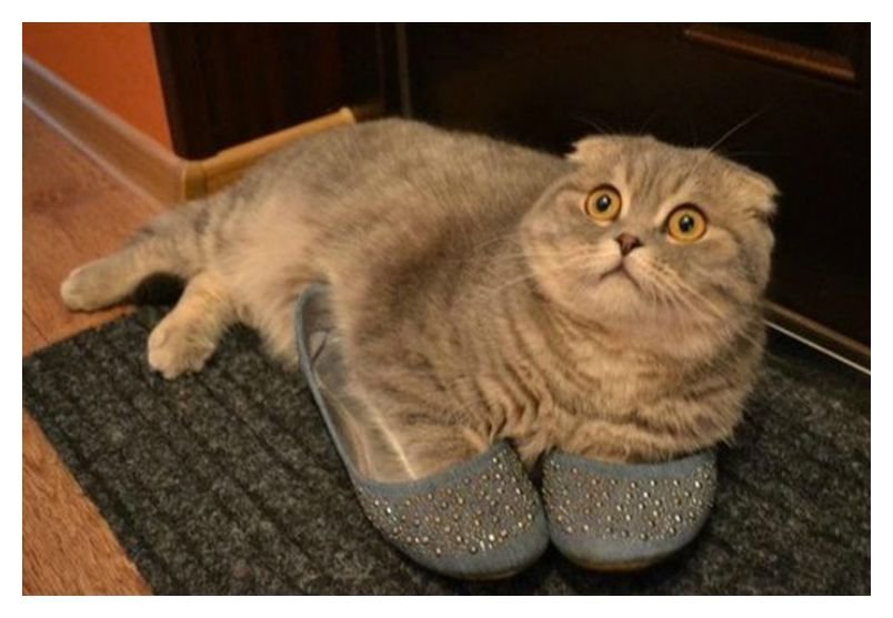 20-cute-photos-of-animals-wearing-shoes-18