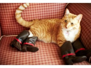 20-cute-photos-of-animals-wearing-shoes-2