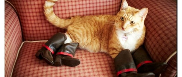 20-cute-photos-of-animals-wearing-shoes-2