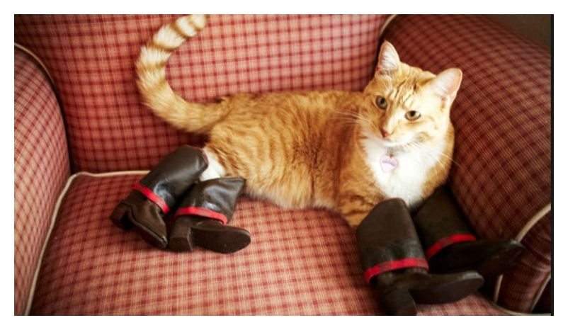 20-cute-photos-of-animals-wearing-shoes-2