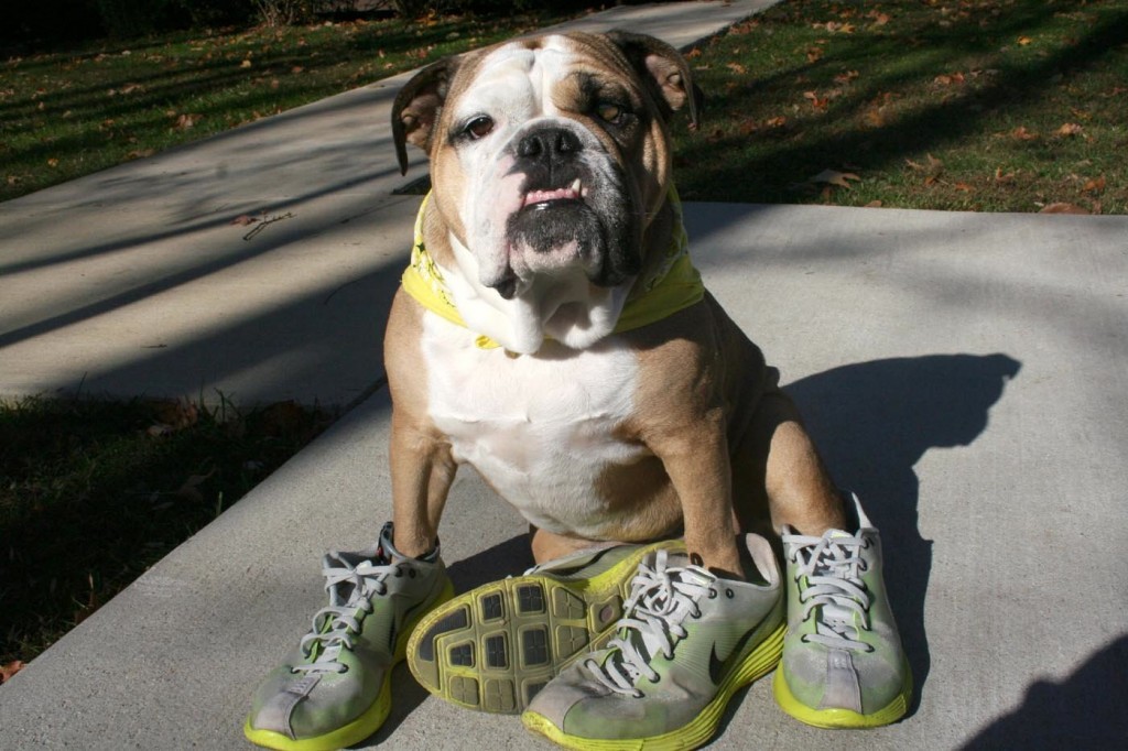 20-cute-photos-of-animals-wearing-shoes-3