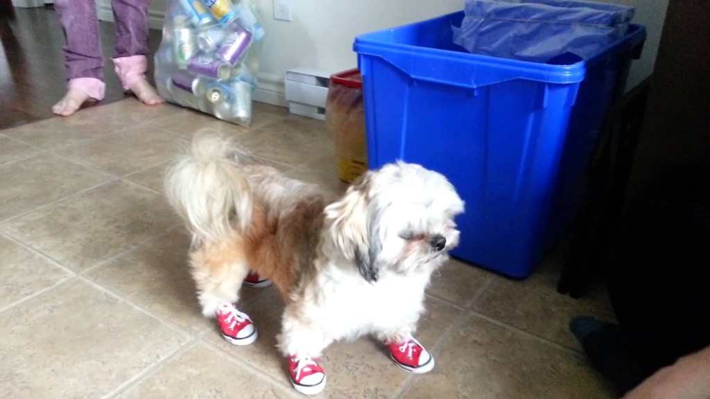 20-cute-photos-of-animals-wearing-shoes-6