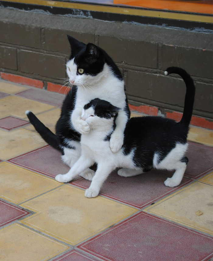 XX-Cats-With-Their-Mini-Mes12__700