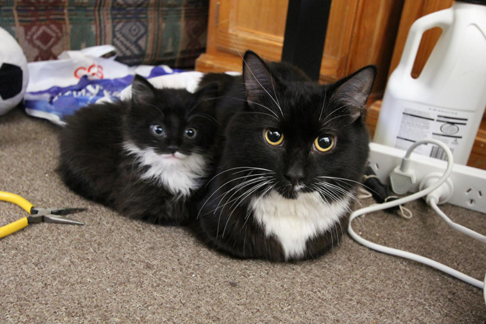 XX-Cats-With-Their-Mini-Mes13__700
