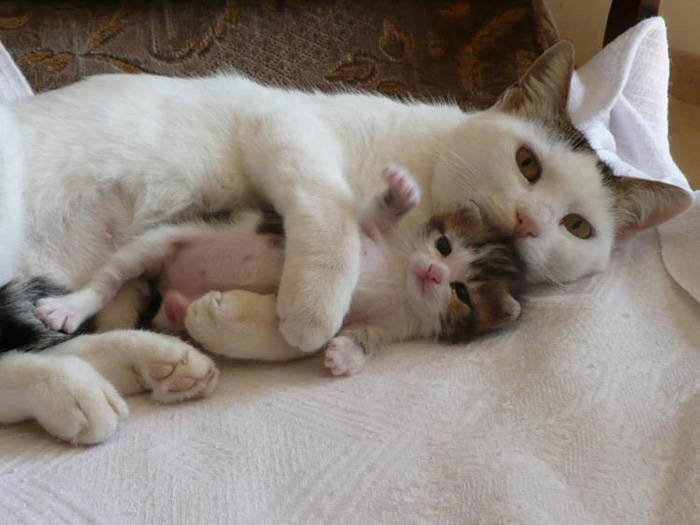 XX-Cats-With-Their-Mini-Mes1__700