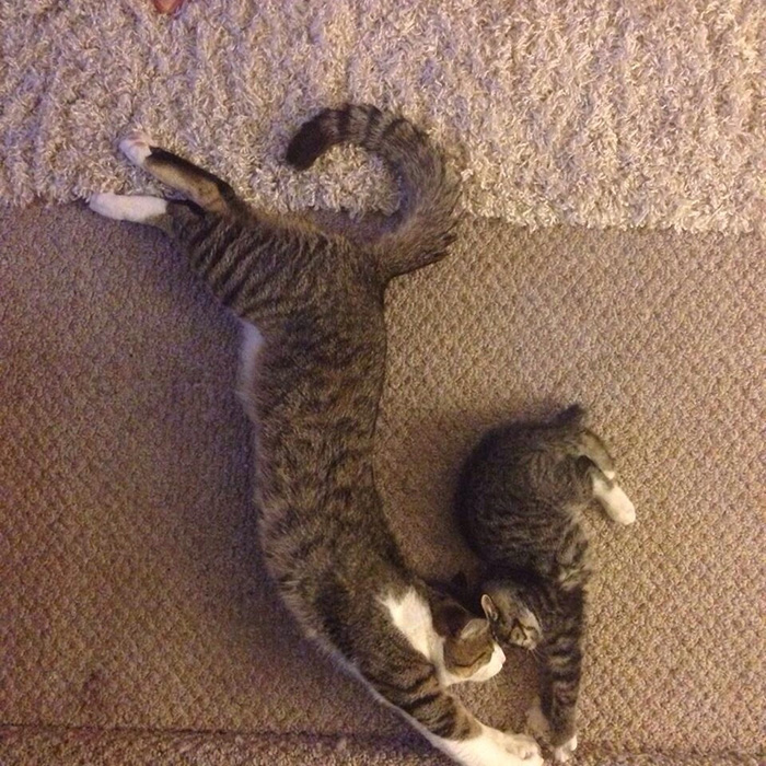 XX-Cats-With-Their-Mini-Mes3__700
