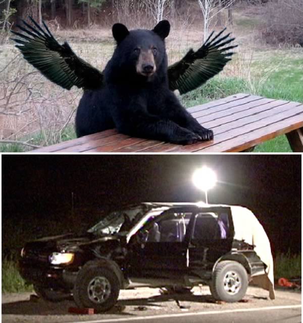 a99118_fell-sky_9-bear