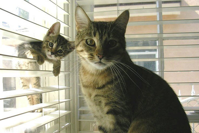 cat-and-mini-me-counterpart-16__700