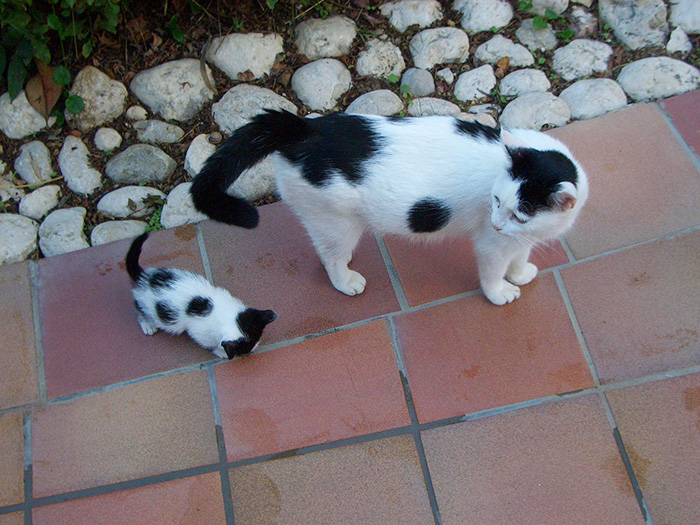 cat-and-mini-me-counterpart-17__700