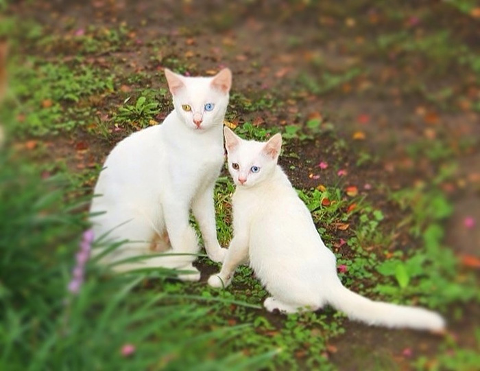 cat-and-mini-me-counterpart-19__700