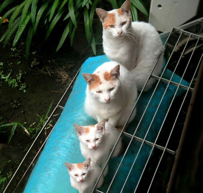 cat-and-mini-me-counterpart-1__700