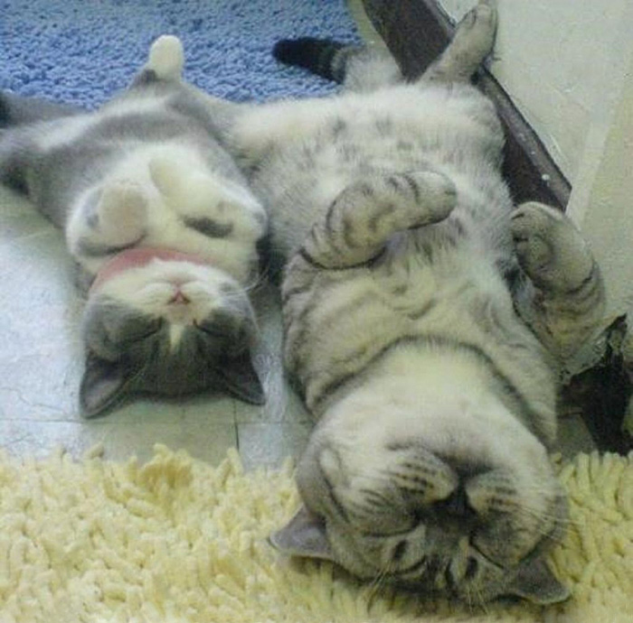 cat-and-mini-me-counterpart-201__700