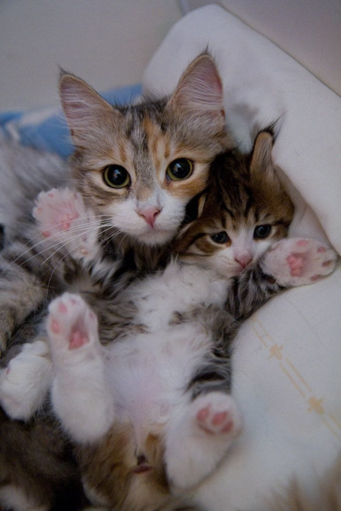 cat-and-mini-me-counterpart-332__700