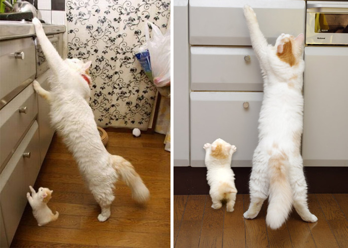 cat-and-mini-me-counterpart-391__700