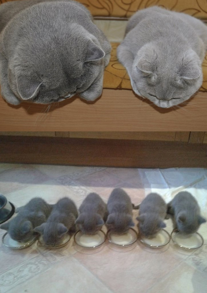 cat-and-mini-me-counterpart-40__700