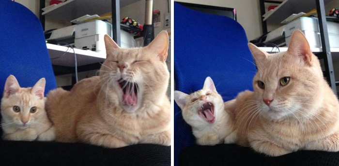 cat-and-mini-me-counterpart-45__700