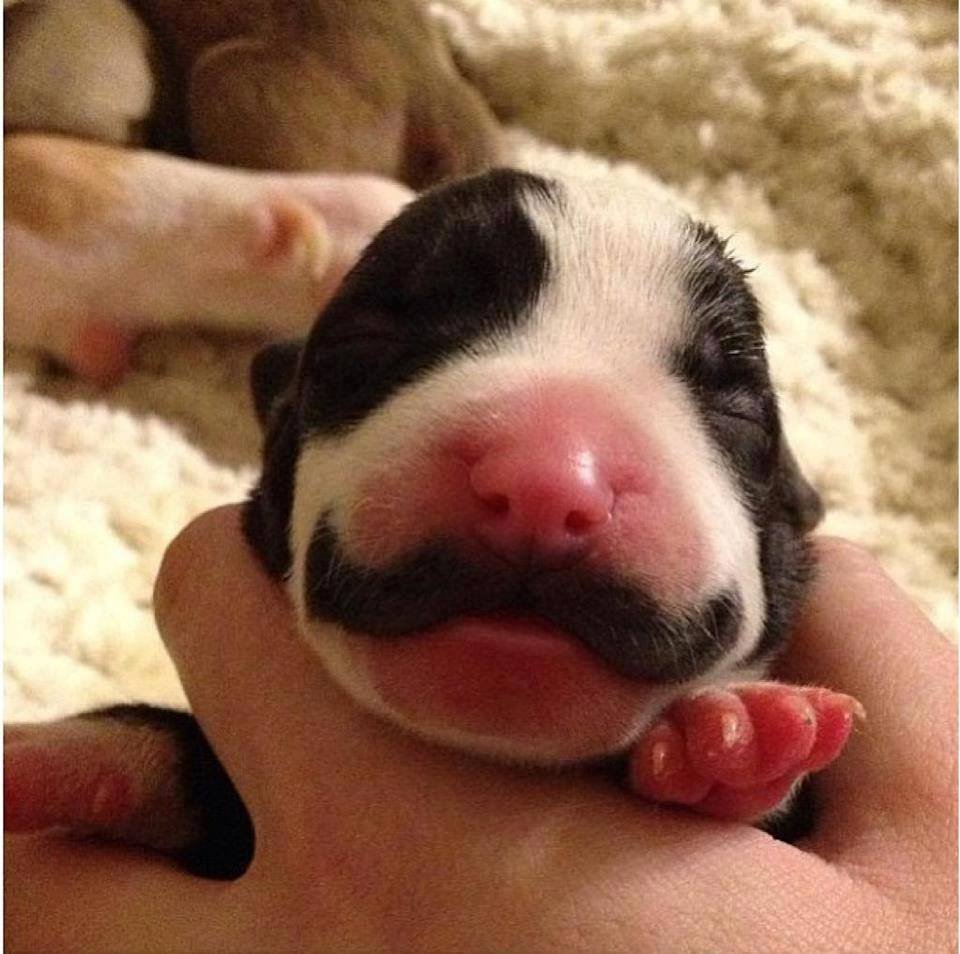 20-cutest-dogs-and-cats-with-eyebrows-beards-or-mustaches-1