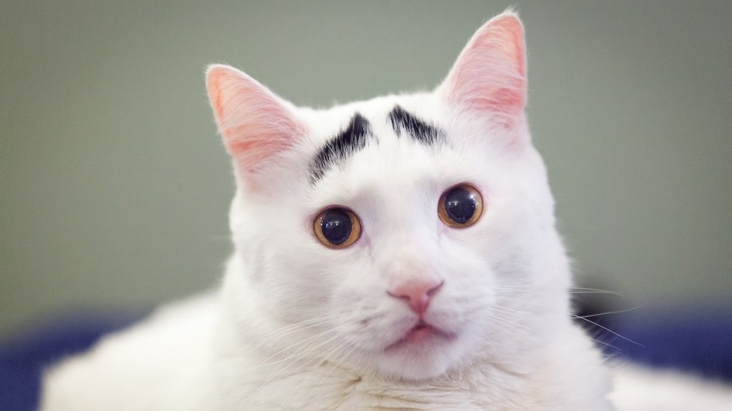 20-cutest-dogs-and-cats-with-eyebrows-beards-or-mustaches-13